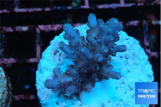 Acropora purple Fijii 2-3 cm WYSIWYG acclimaté