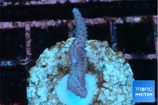 Seritopora pink purple Fijii 2 cm WYSIWYG acclimaté