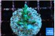 Acropora green ice Fijii 1-2 cm WYSIWYG acclimaté
