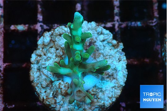 Acropora green ice Fijii 1-2 cm WYSIWYG acclimaté