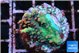 Acropora microclados strawberry 2-3 cm WYSIWYG acclimaté