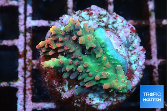 Acropora microclados strawberry 2-3 cm WYSIWYG acclimaté
