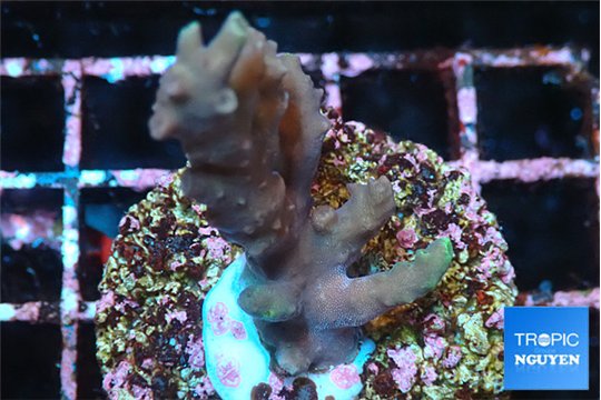 Acropora green tip 2-3 cm WYSIWYG acclimaté