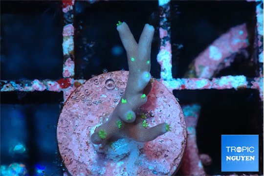 Acropora carduus green polyps deep water 1-2 cm WYSIWYG acclimaté