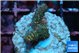 Acropora millepora mango 1-2 cm WYSIWYG acclimaté