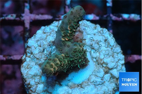 Acropora millepora mango 1-2 cm WYSIWYG acclimaté