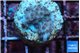Acropora purple daisy Fijii 1-2 cm WYSIWYG acclimaté