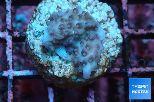 Acropora purple daisy Fijii 1-2 cm WYSIWYG acclimaté