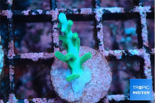 Acropora green ice Fijii 1-2 cm WYSIWYG acclimaté