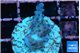 Acropora purple daisy Fijii 2-3 cm WYSIWYG acclimaté