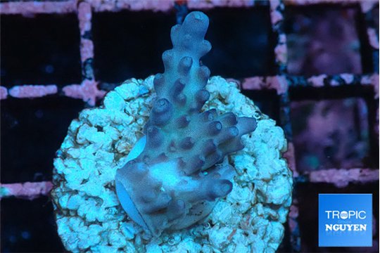 Acropora purple daisy Fijii 2-3 cm WYSIWYG acclimaté