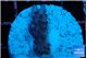 Acropora purple Fijii 2 -3 cm WYSIWYG acclimaté