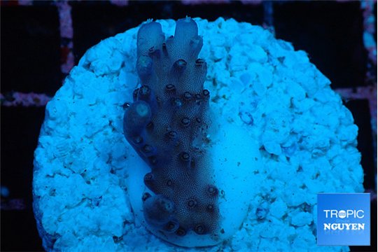 Acropora purple Fijii 2 -3 cm WYSIWYG acclimaté