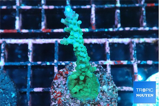 Acropora green purple tip 2-3 cm WYSIWYG acclimaté
