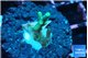Acropora green ice Fijii 1-2 cm WYSIWYG acclimaté