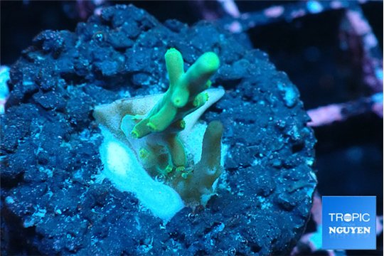 Acropora green ice Fijii 1-2 cm WYSIWYG acclimaté
