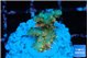 Acropora orange pink & Neon green polyps Fijii premium 2-3 cm WYSIWYG acclimaté
