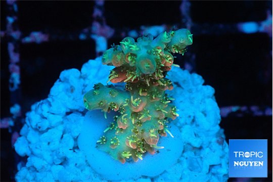 Acropora orange pink & Neon green polyps Fijii premium 2-3 cm WYSIWYG acclimaté