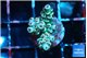 Acropora tenuis blue ice 2 cm WYSIWYG acclimaté
