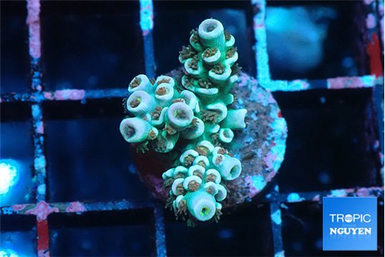 Acropora tenuis blue ice 2 cm WYSIWYG acclimaté