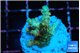 Acropora orange pink & Neon green polyps Fijii premium 2-3 cm WYSIWYG acclimaté