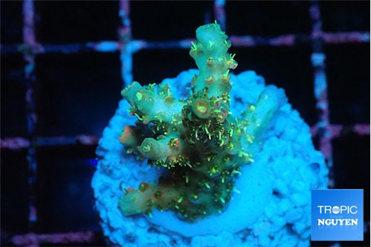 Acropora orange pink & Neon green polyps Fijii premium 2-3 cm WYSIWYG acclimaté