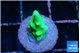 Acropora green Fijii 1 cm WYSIWYG acclimaté