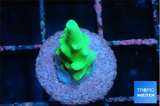 Acropora green Fijii 1 cm WYSIWYG acclimaté