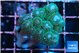 Pocillopora damicornis green & pink tip 2-4 cm WYSIWYG acclimaté