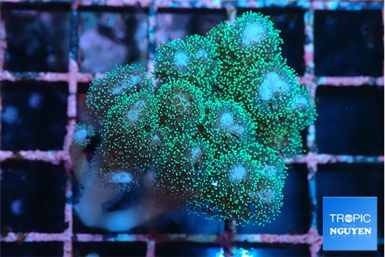 Pocillopora damicornis green & pink tip 2-4 cm WYSIWYG acclimaté