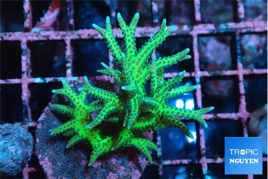 Seriatopora golden green 3-5 cm WYSIWYG acclimaté