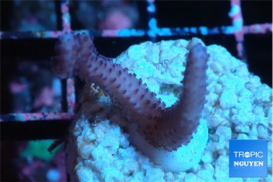 Seritopora pink purple Fijii 2 cm WYSIWYG acclimaté