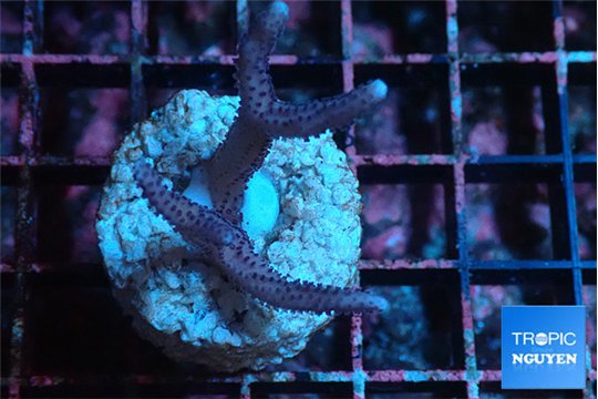 Seritopora pink purple Fijii 2-3 cm WYSIWYG acclimaté