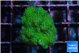 Pocillopora verrucosa toxic green 2-3 cm WYSIWYG acclimaté