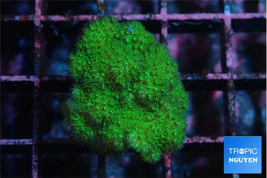 Pocillopora verrucosa toxic green 2-3 cm WYSIWYG acclimaté