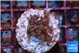 Acropora carduus green polyps deep water 2-3 cm WYSIWYG acclimaté