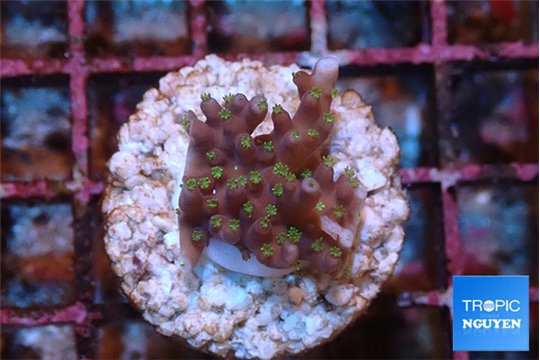 Acropora carduus green polyps deep water 2-3 cm WYSIWYG acclimaté