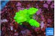 Acropora neon green 2-3 cm WYSIWYG acclimaté