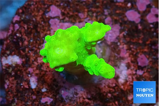 Acropora neon green 2-3 cm WYSIWYG acclimaté