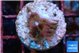 Acropora carduus green polyps deep water 2-3 cm WYSIWYG acclimaté