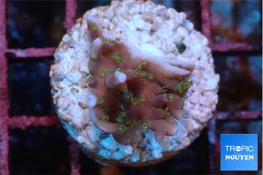 Acropora carduus green polyps deep water 2-3 cm WYSIWYG acclimaté