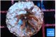 Acropora carduus green polyps deep water 2-3 cm WYSIWYG acclimaté