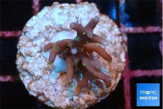Acropora carduus green polyps deep water 2-3 cm WYSIWYG acclimaté