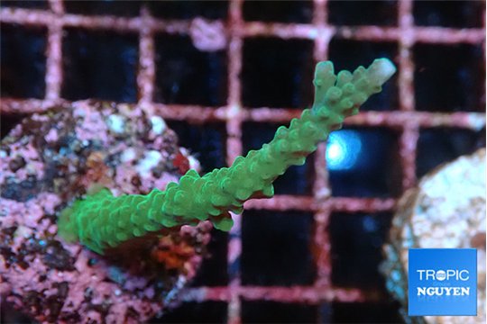 Acropora green 3-5 cm WYSIWYG acclimaté