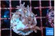 Acropora carduus green polyps deep water 2-4 cm WYSIWYG acclimaté