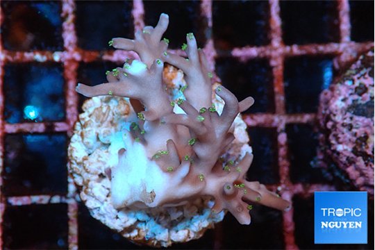 Acropora carduus green polyps deep water 2-4 cm WYSIWYG acclimaté