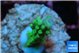 Acropora green Fijii 2 cm WYSIWYG acclimaté