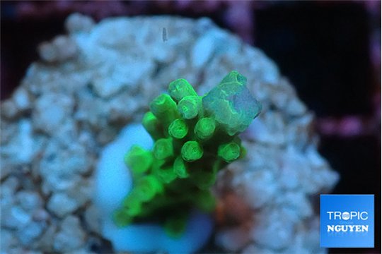 Acropora green Fijii 2 cm WYSIWYG acclimaté