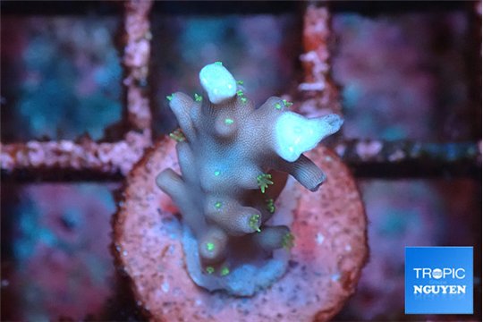 Acropora carduus green polyps deep water 1 -2 cm WYSIWYG acclimaté