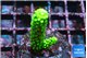 Acropora full neon green 3-4 cm WYSIWYG acclimaté